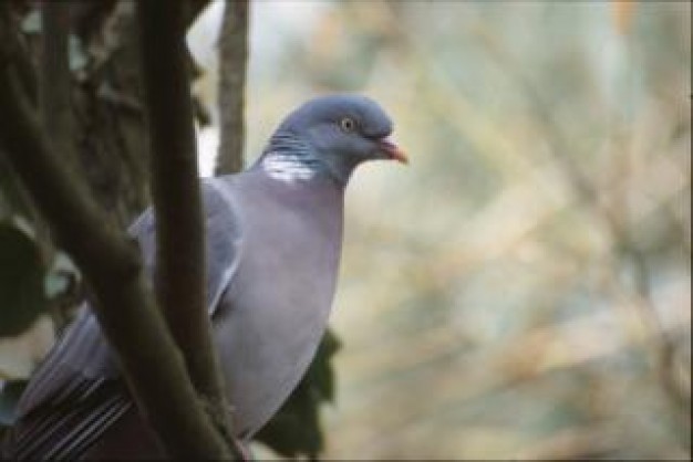 Columbidae pigeon Bird standing on tree about passengerpigeon