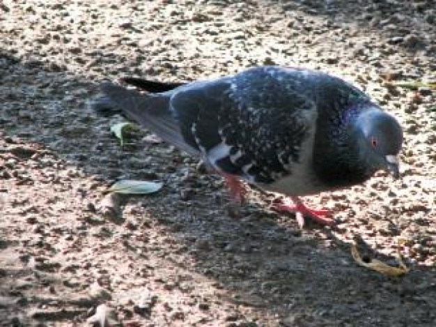 Columbidae urban Bird pigeon dove walking about Biology Flora and Fauna