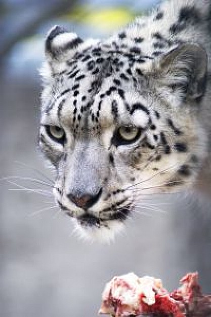 cool snow leopard face close-up feature