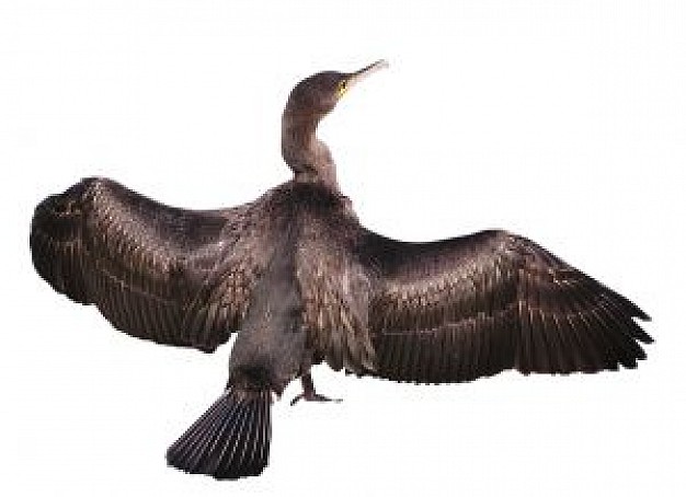 cormorant taking wings in back view