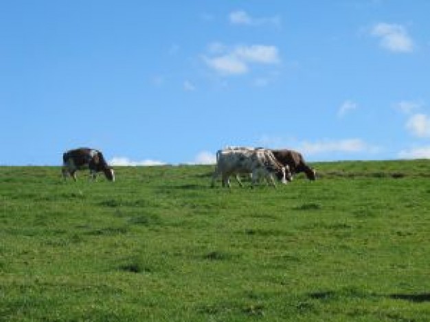 Cornflower cows Chevrolet Malibu about grassland Davidsonville Maryland