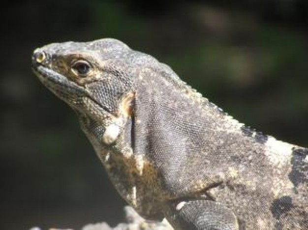 Costa Rica my Central America costa rican friend about wild animal