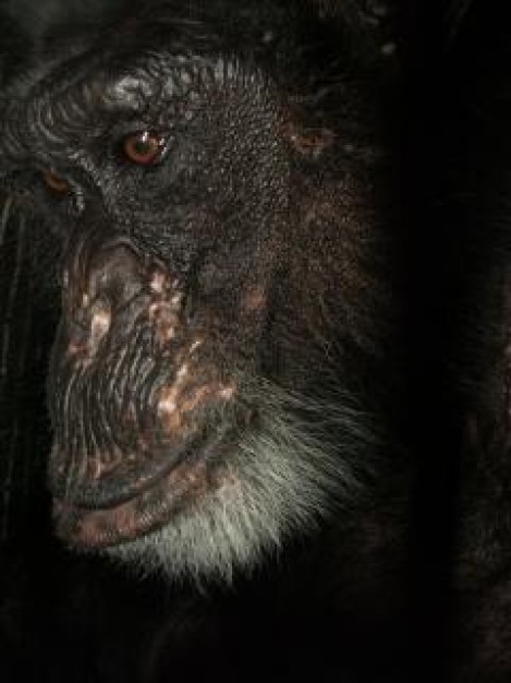 cotton the chimp Monkey looking at something over dark background