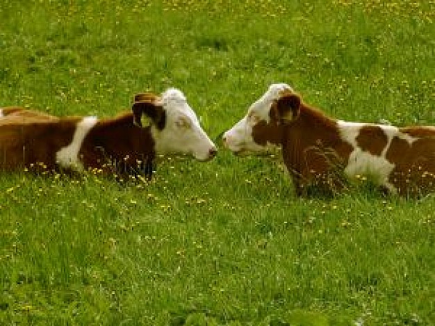 couple of Cow that face to face at grass and flower