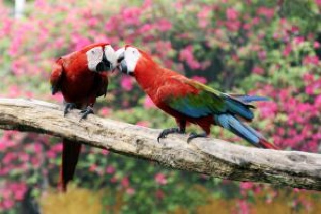 couple of parrots animals kiss over flowers background