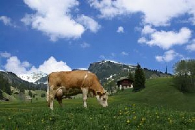 cow and beautiful landscape with blue sky and grassland