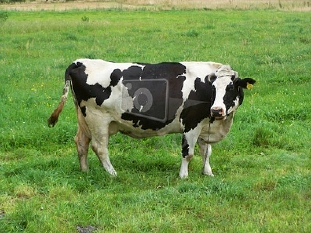 cow eating grass of green animal field