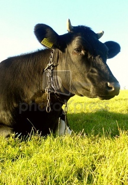 cow feature standing in the field