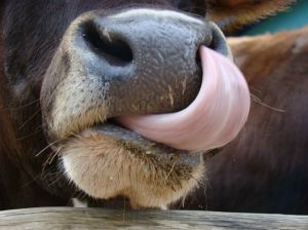 Cow nose and mouth close-up facial