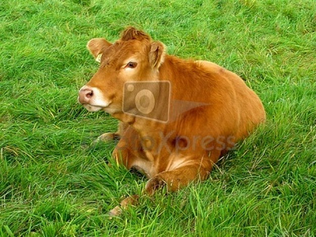 Cow of mammal animal eating grass