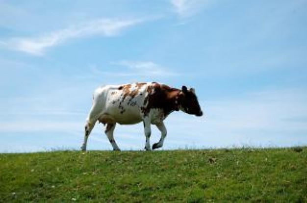 cow on a dike with grassland and blue sky background