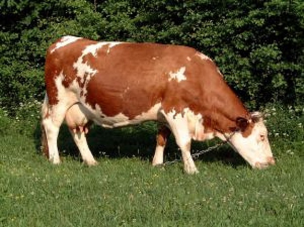 cow side view eating grass with nature green trees background