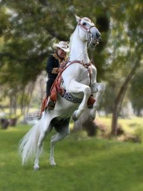 cowboy riding white horses at grass