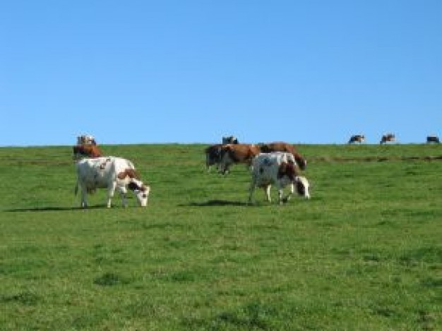 cows eating grass at the Meadow under blue sky