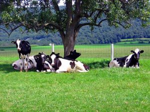 cows resting at the grass under the big tree