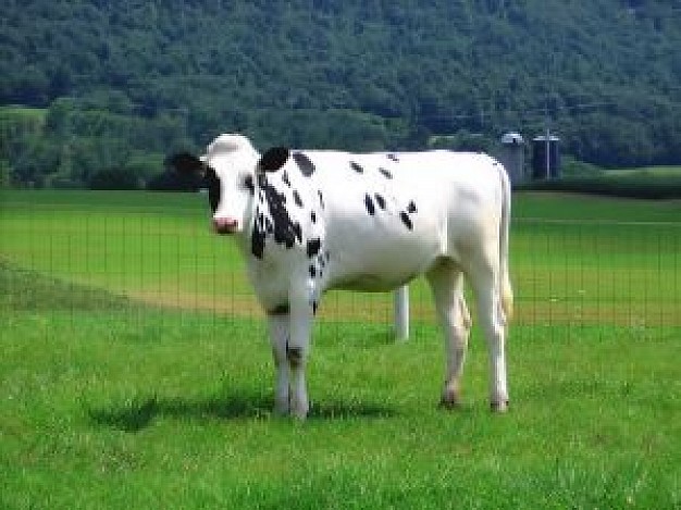 cows standing at the grass with bail on the back