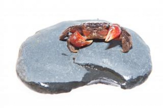 crab crawling on grey rock
