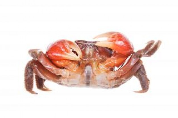 Crab Exoskeleton in front view close-up about Food Fish and Seafood