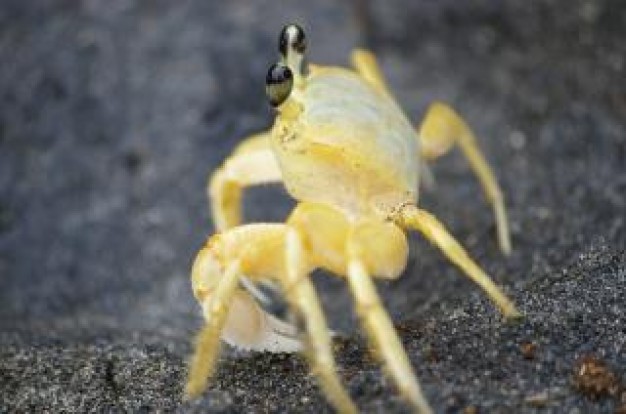 Crab Fish and Seafood on black beach about Shellfish animal