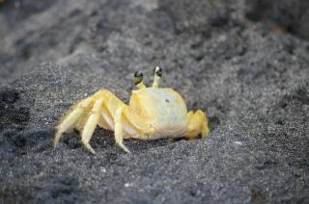 crab on gray beach with yellow shell