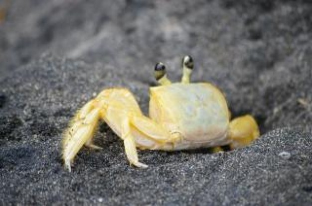 Crab Seafood on black beach seafood about Fish and Seafood Shellfish