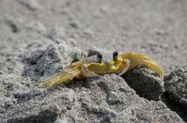 Crab Shellfish on black beach shell animal about Fish and Seafood Home