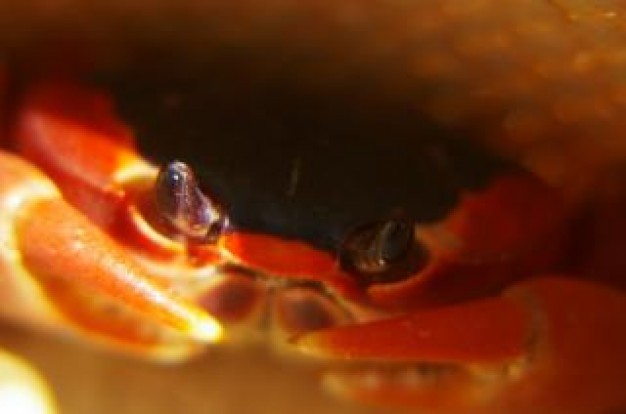 crab touloulou shell close-up in orange color