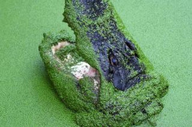 crocodile animal mouth with float glass