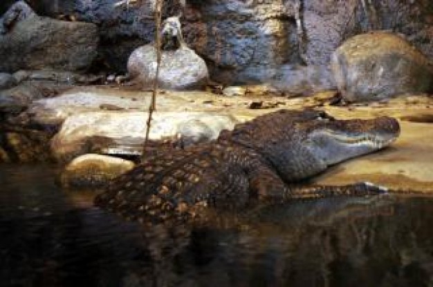 crocodile crawling up river shore