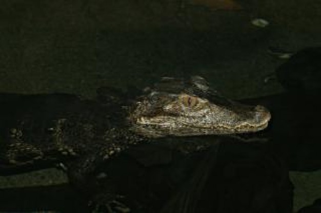 crocodile swimming in dark light