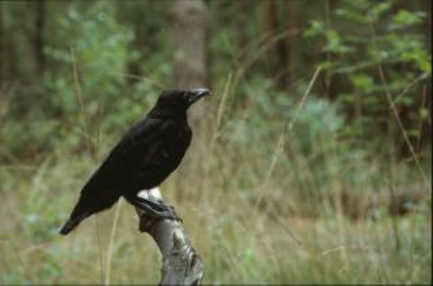 crow animal stopping on branch with forest background