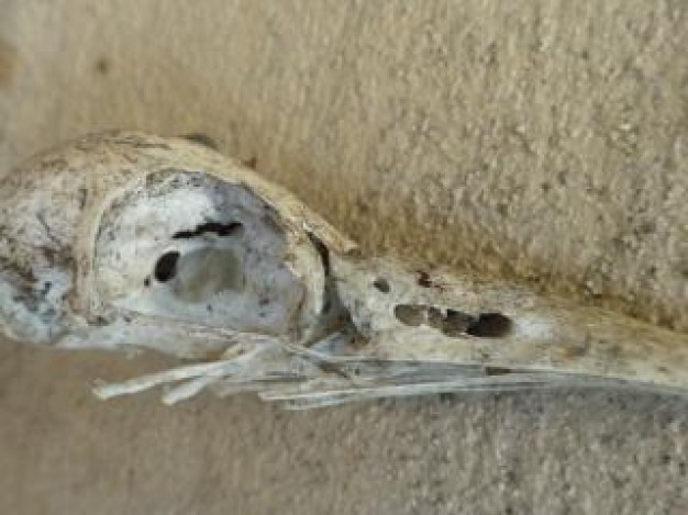 Crow bird Corvidae skull crow about death Bird