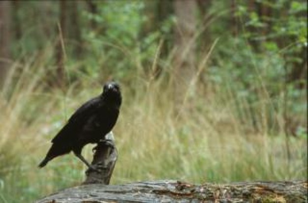 crow resting on the wood over grass forest