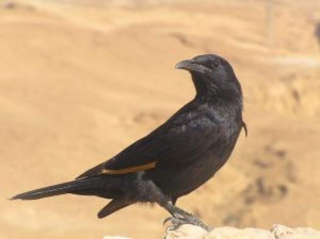 crow starling watching out at desert