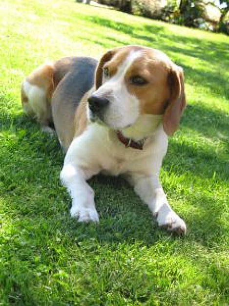 cute beagle lying at green grass