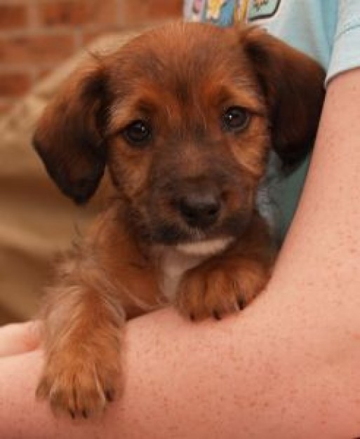 cute brown dog in bosom of woman