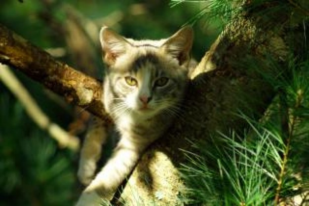 cute cat in pine tree fur