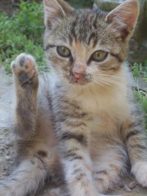 cute cat sweet hanging up the foot outdoor