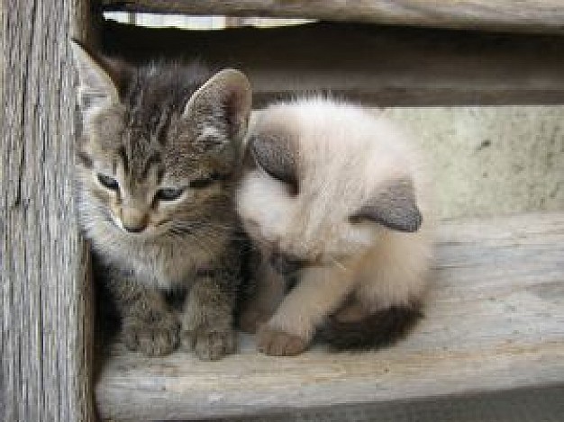 cute kittys sitting at corner