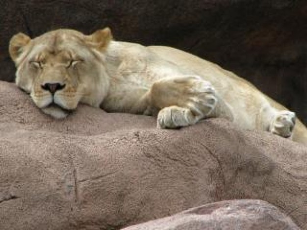 cute lioness sleeping on stone