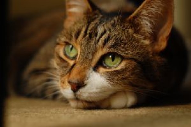 cute louis cat lying on the plank