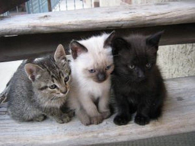 cute magic three kitten sitting on step