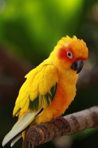 cute parrot stopping at stick with nature background