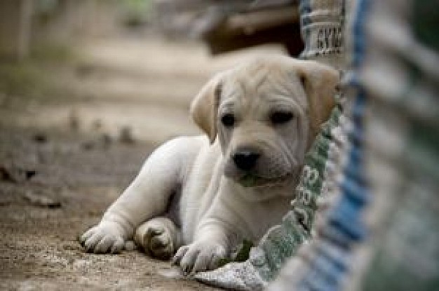 cute puppies lying at mud road and resting