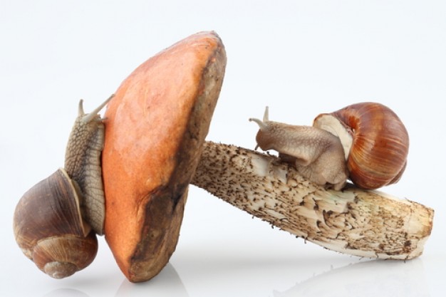 cute snail crawling on mushroom shell