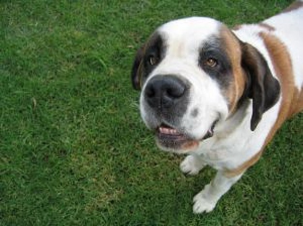 cute st bernard dog standing at grass and looking at you