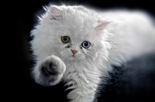 cute white kitten hanging up one leg