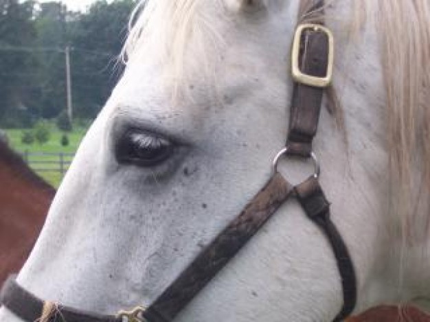 dante horse head eys close-up