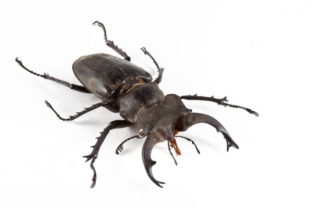 dark brown lucanus formosanus beetle in top view