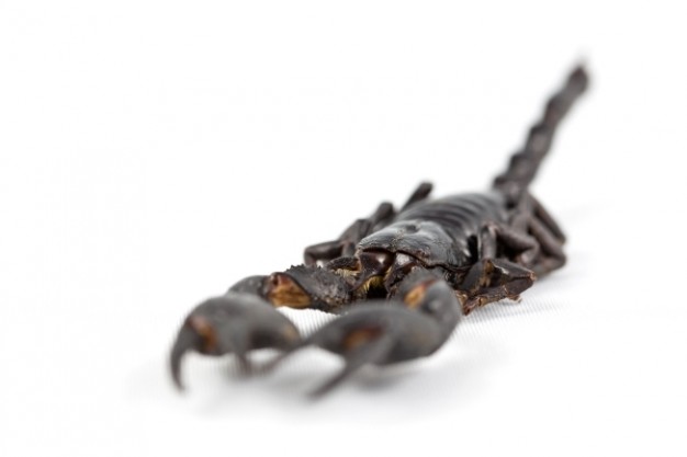 dark brown scorpion with body in focus